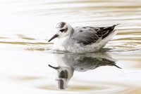 Grey Phalarope