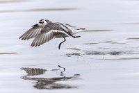 Grey Phalarope