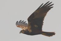 Marsh Harrier