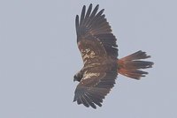Marsh Harrier