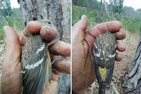 Barbour crossbill 2025