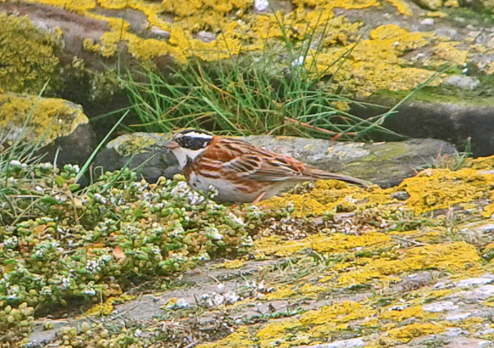 Rustic Bunting Company 10