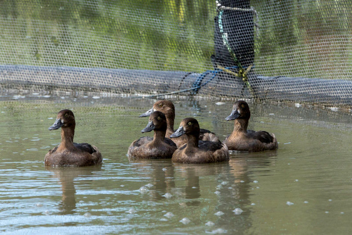 World's first floating aviary gives hope to Critically Endangered duck,  #Ornithology news from @WWTworldwide via @RareBirdAlertUK