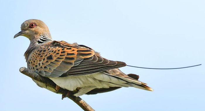 A year in the life of a Turtle Dove, #conservation news via A year in the life of a Turtle Dove, #conservation news via