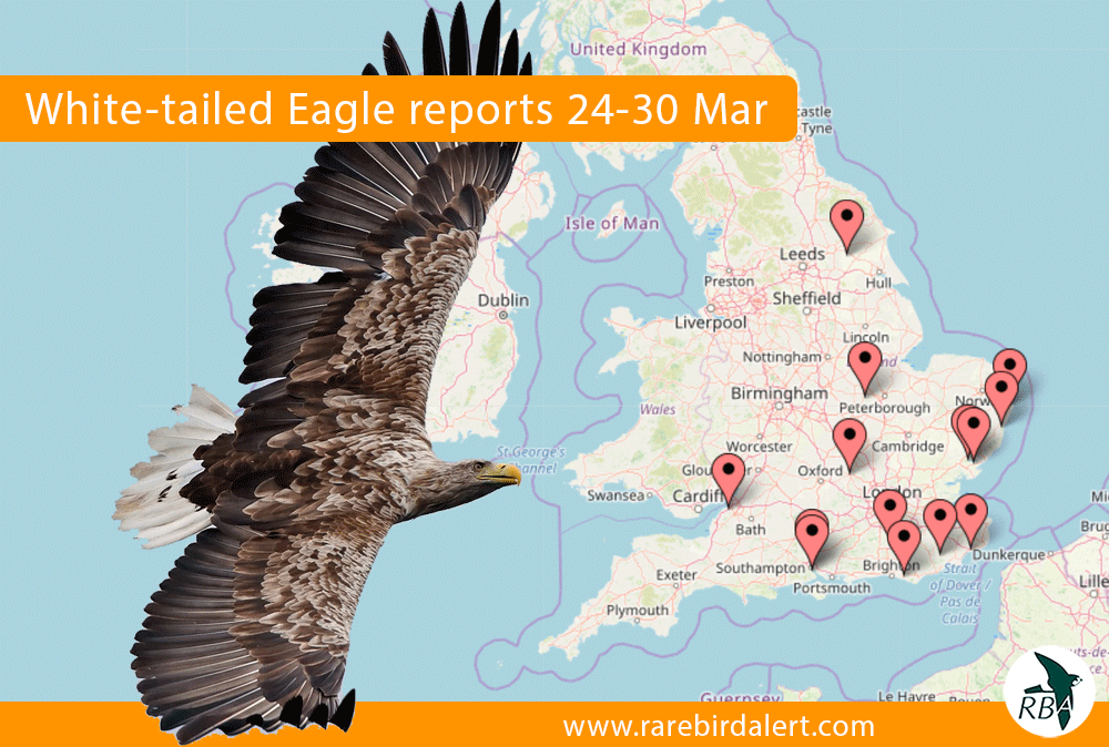 rare bird sightings map The Rarebirdalertuk Birding Round Up 24 30 Mar 2020 rare bird sightings map