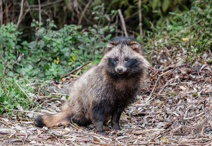 Raccoon Dogs pose threat to ground-nesting birds in Northern