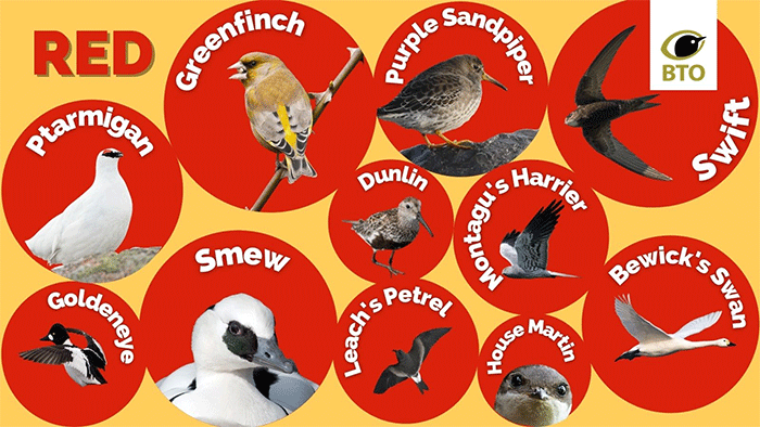 New Uk Red List For Birds More Than One In Four Species In Serious Trouble Birds Birding Ornithology News Via Rarebirdalertuk