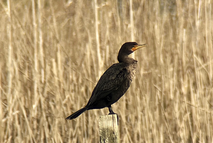 Cardiff – Lonely Birder