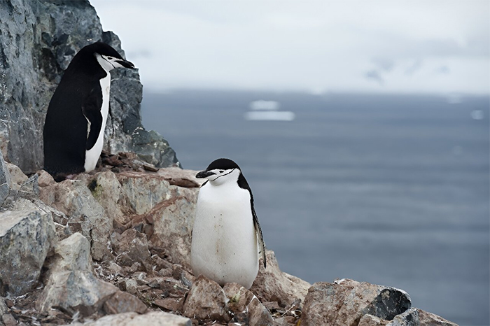 These nesting penguins nod off 10,000 times a day, for seconds at a time