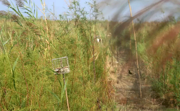 China takes action on illegal mist net, #conservation #birds #birdnig  #ornithology news via @RareBirdAlertUK