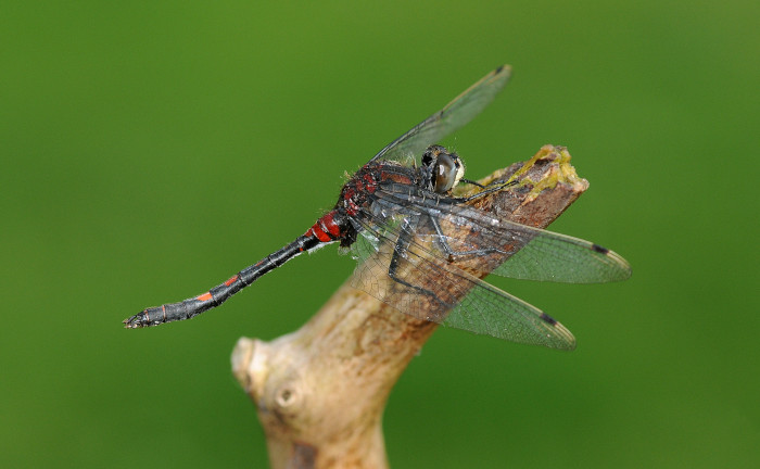 Rare dragonfly introduced into remote area of Cumbria to reverse its decline Rare dragonfly introduced into remote area of Cumbria to reverse its decline