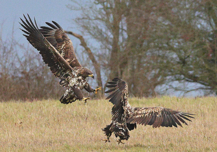 White-tailed Eagles, taken by Michael Trew