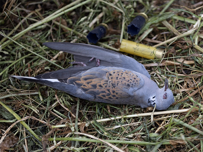 A shot European Turtle Dove