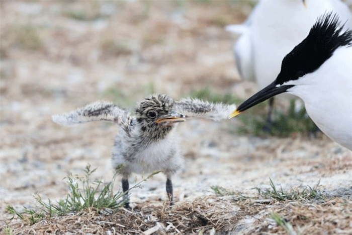 Sandwich Tern chick at Forvie National Nature Reserve