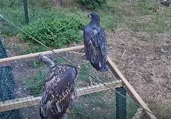 Two young White-tailed Eagles at the Exmoor release pens