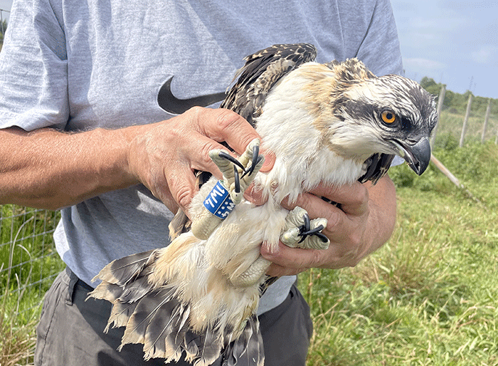 Ospreys at RSPB Campfield Marsh in Cumbria