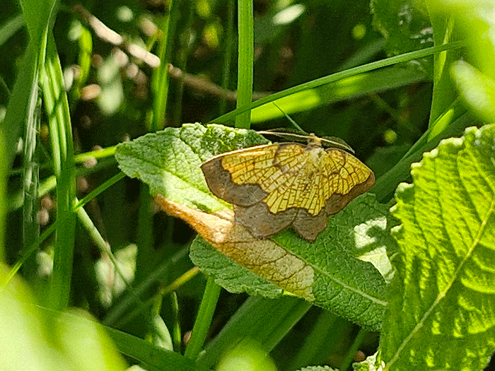 Dark Bordered Beauty moth at Wallington in Northumberland