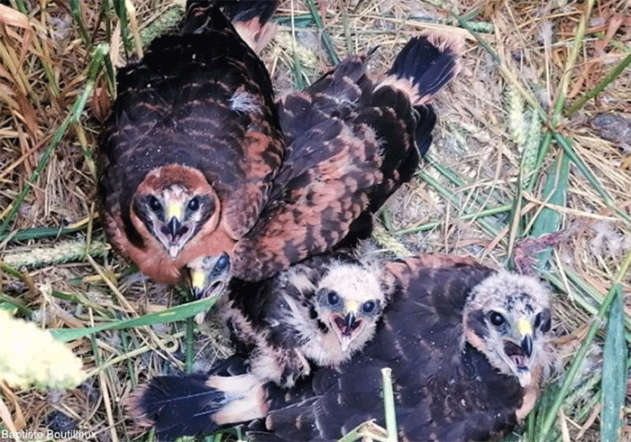 Pallid Harrier in France