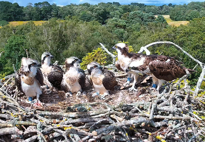 Osprey, a species whose recovery can be accelerated by rare long-distance pioneering pairs
