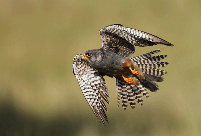 Red-footed Falcon, Aberlady Bay, Lothian