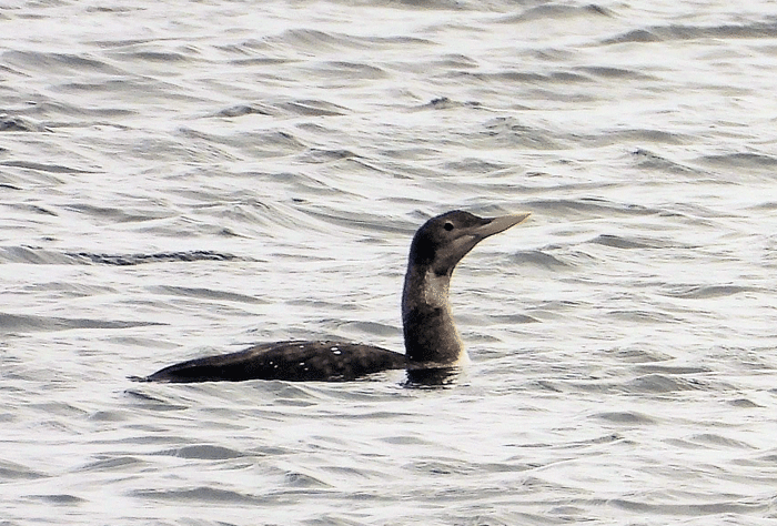  White-billed Diver, Barra, Western Isles, 