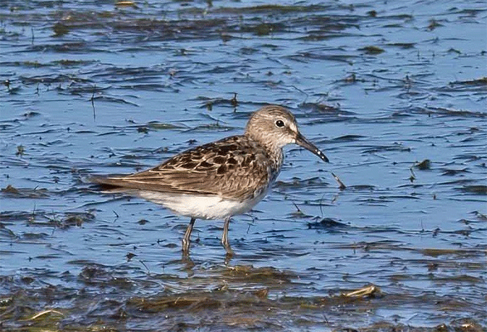 White-rumped Sandpiper, Beacon Ponds, East Yorkshire
