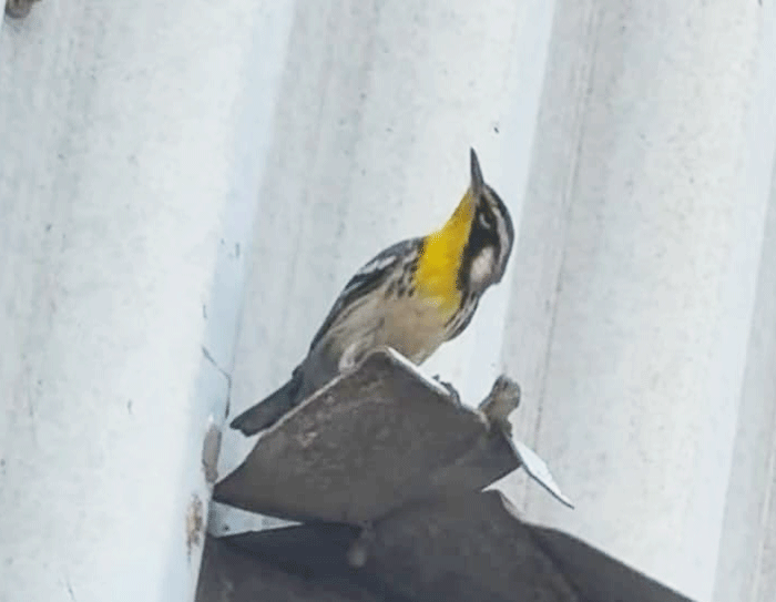 Yellow-throated Warbler, Liverpool Docks