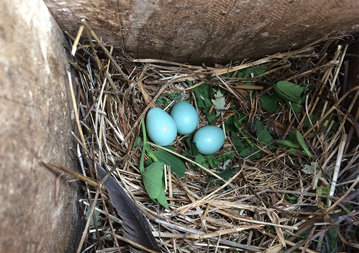 Fresh green plant material in a Spotless Starling nest