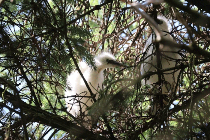 Little Egret chicks at Forvie National Nature Reserve