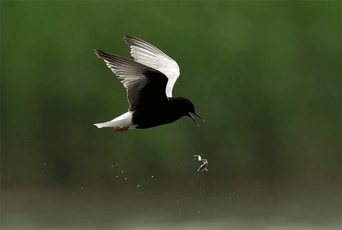 Black and White-winged Black Terns divide feeding grounds while sharing colonies