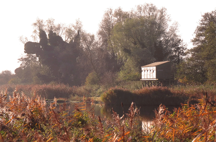 Strumpshaw Fen marks 50 years as Norfolk wetland refuge