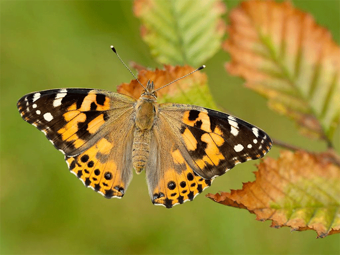 Heat brings Britain's second-best Big Butterfly Count - but drought warning remains