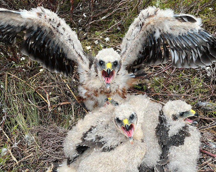 Hen Harrier chicks at RSPB Geltsdale in Cumbria