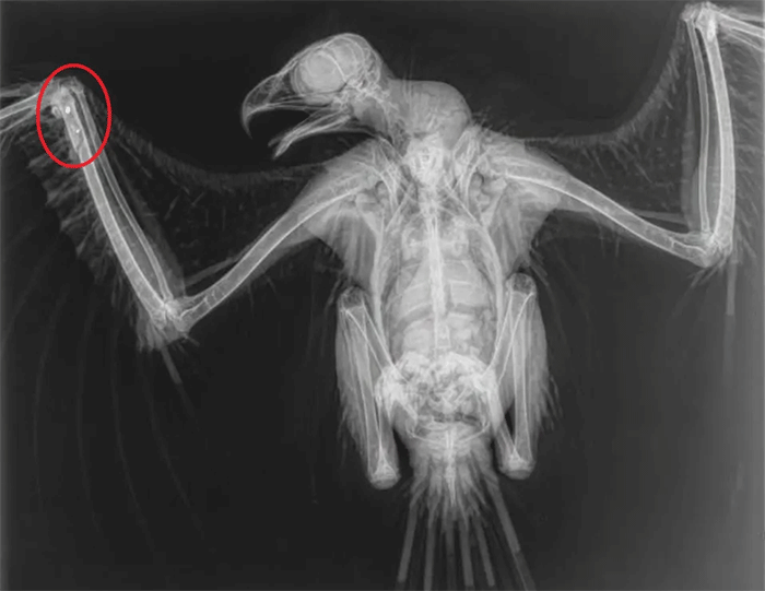 A Red Kite died after being found with gunshot injuries.