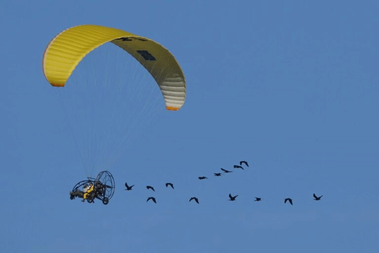 Northern Bald Ibises are learning a route to southern Spain.