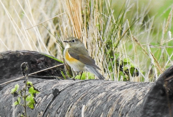 Red-flanked Bluetail, Isle of May, Fife, (© David Steel)
