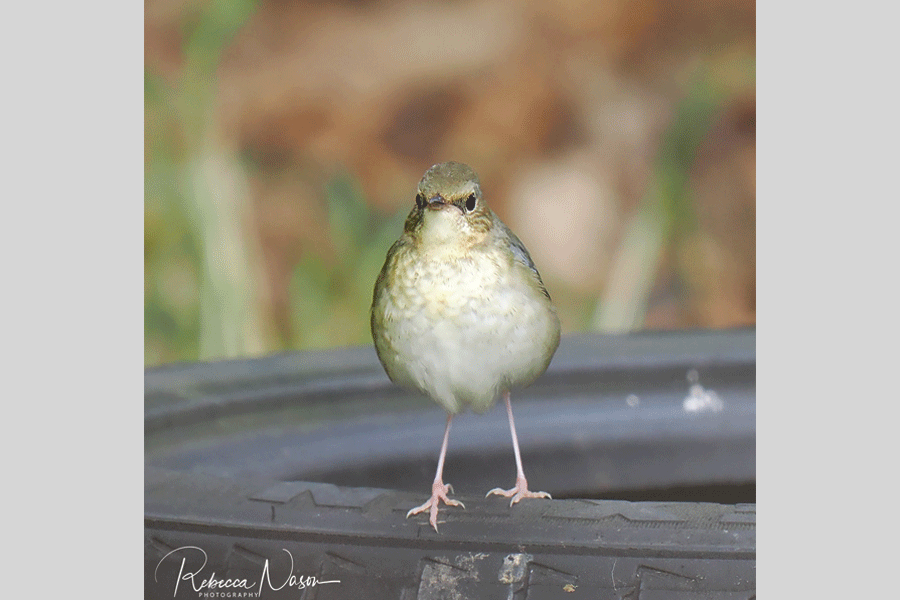 Siberian Blue Robin, additional photograph