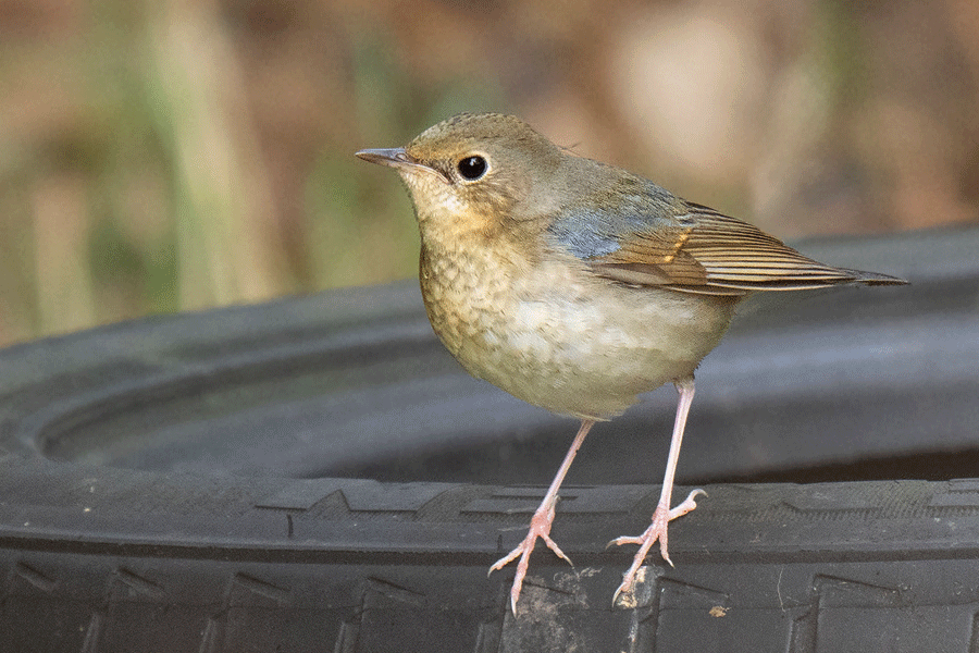Siberian Blue Robin, additional photograph