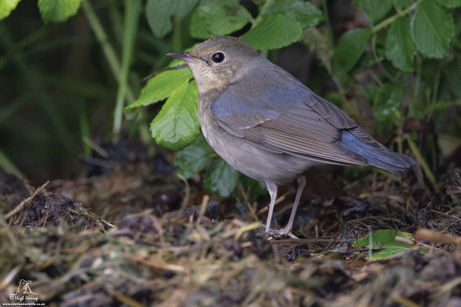 Siberian Blue Robin, additional photograph