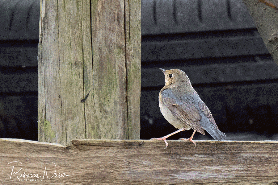 Siberian Blue Robin, additional photograph