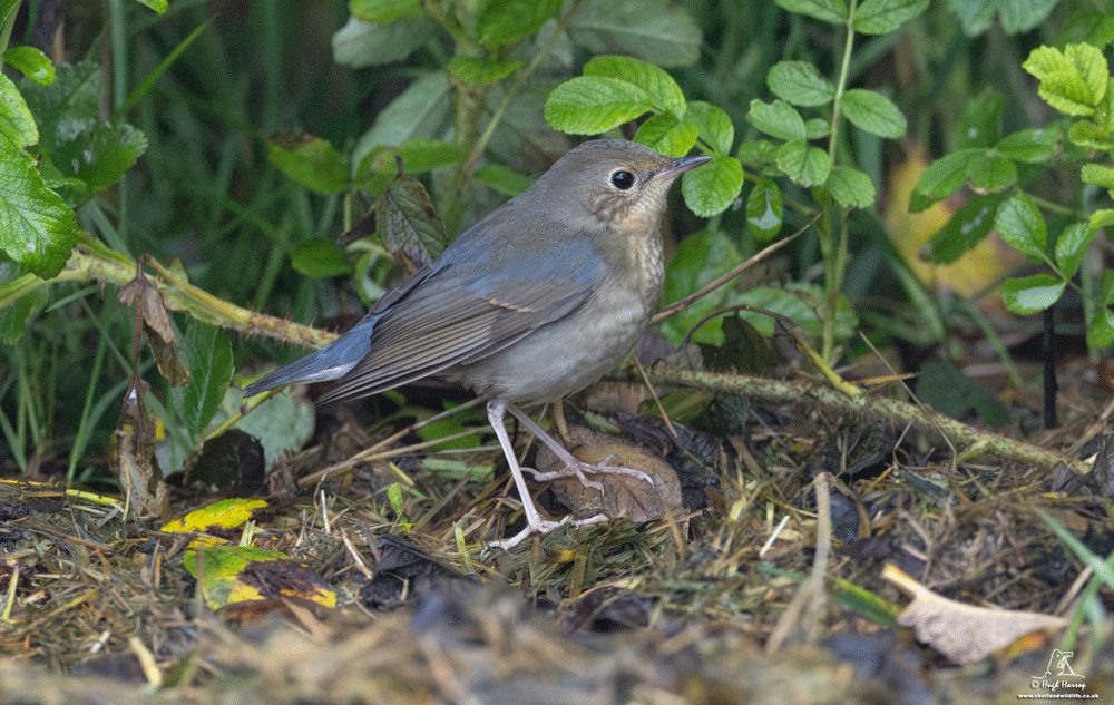 Siberian Blue Robin 