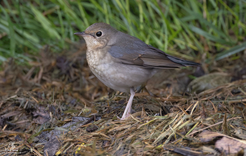 Siberian Blue Robin 