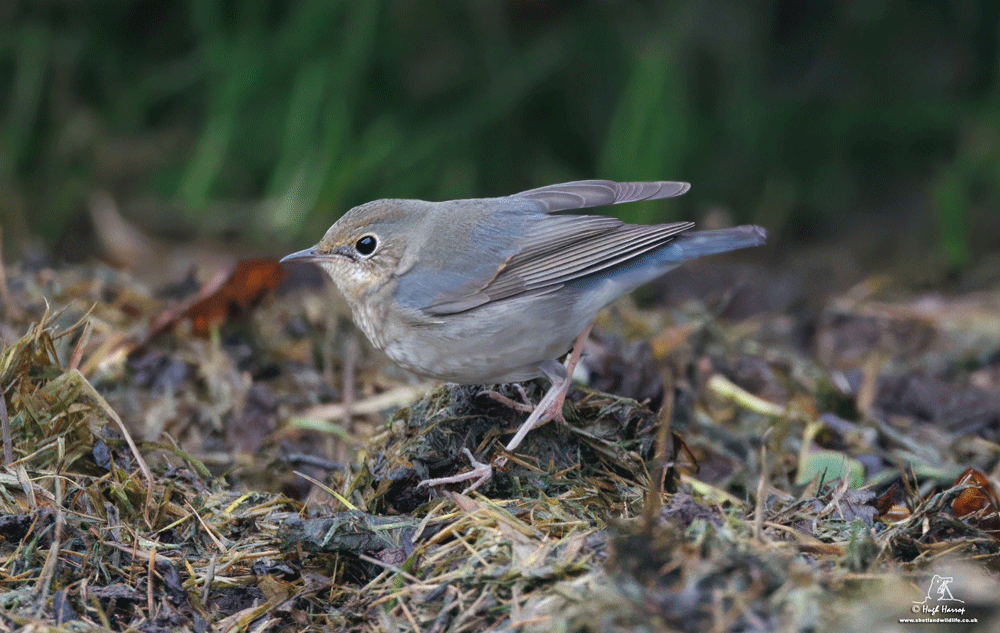 Siberian Blue Robin 