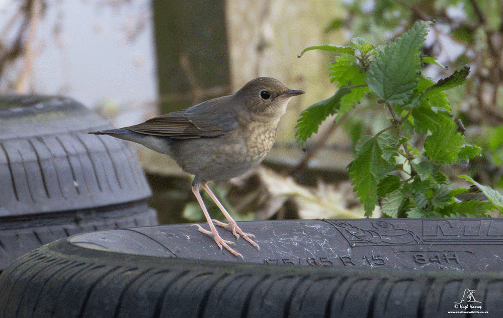 Siberian Blue Robin 