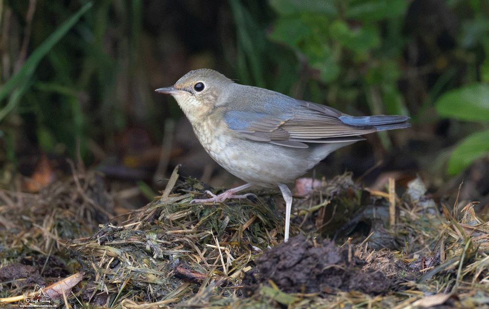 Siberian Blue Robin 
