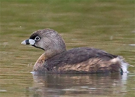 Pied-billed-Grebe
