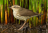 Northern Waterthrush