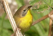 Common Yellowthroat