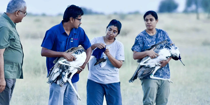 Captive-bred Great Indian Bustards take first steps in the wild