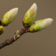 article_thumb